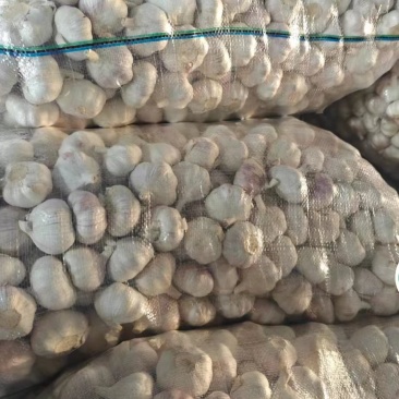金乡大蒜紫皮大蒜原产地发货大蒜头全国发货欢迎联系