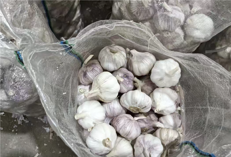 金乡大蒜紫皮大蒜原产地发货大蒜头全国发货欢迎联系