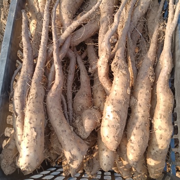白玉山药豆苗繁育中心直供新茬无菌白玉豆苗量大优惠