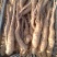白玉山药豆苗繁育中心直供新茬无菌白玉豆苗量大优惠