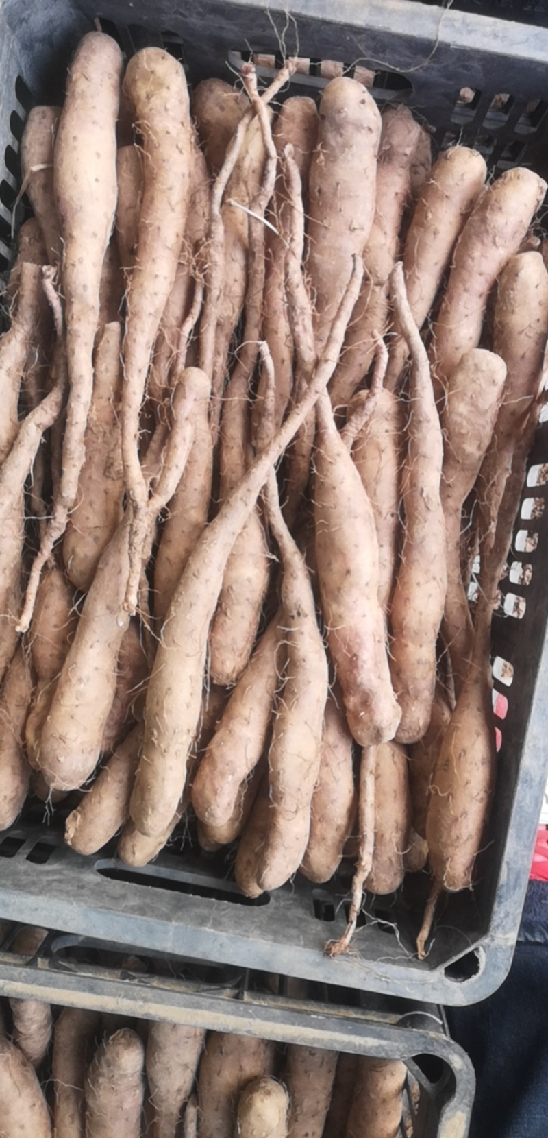 山东白玉山药豆苗繁育中心新茬地无菌白玉豆苗