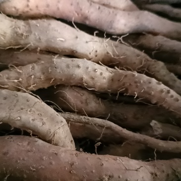 山东白玉山药豆苗繁育中心新茬地无菌白玉豆苗