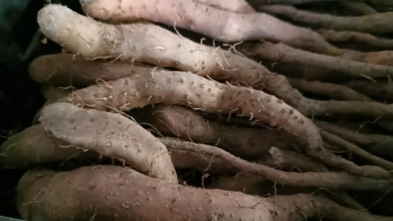 山东白玉山药豆苗繁育中心新茬地无菌白玉豆苗