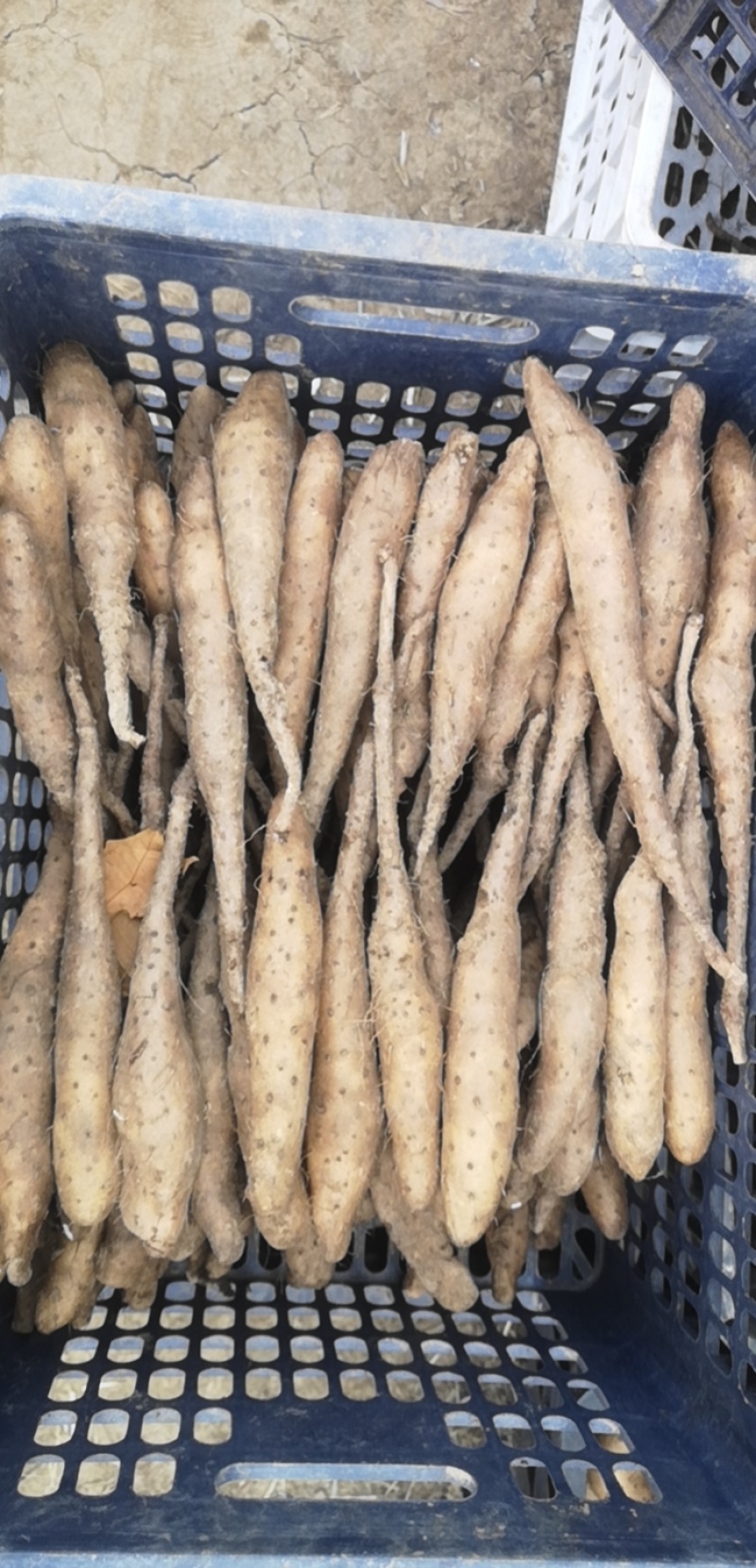 山东白玉山药豆苗繁育中心新茬地无菌白玉豆苗