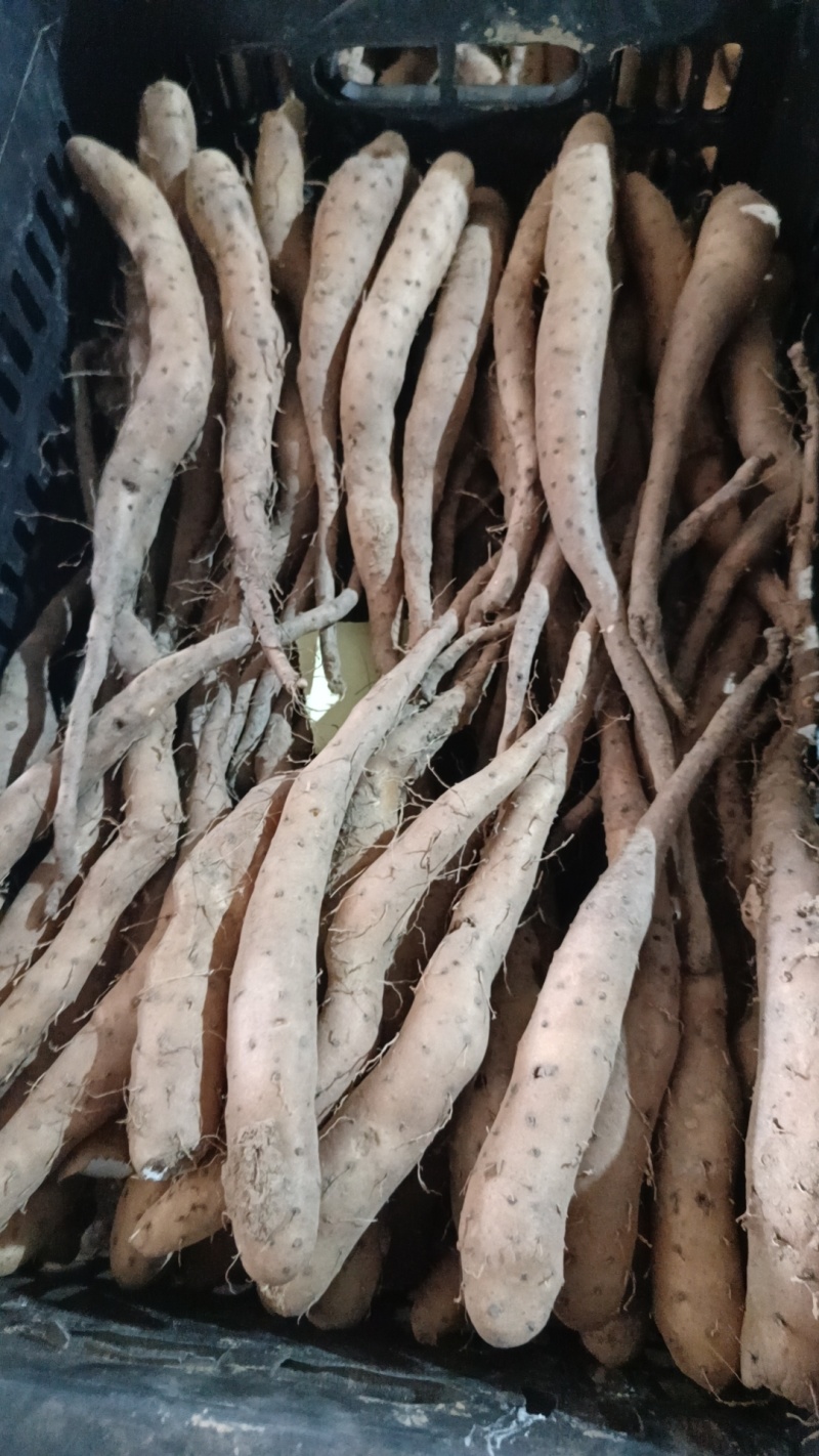 山东白玉山药豆苗繁育中心新茬地无菌白玉豆苗