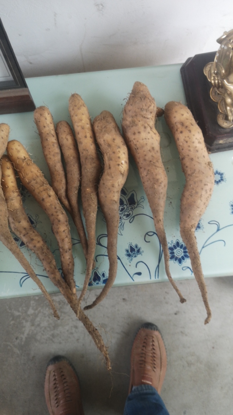 山东白玉山药豆苗繁育中心新茬地无菌白玉豆苗