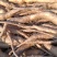 山东白玉山药豆苗繁育中心新茬地无菌白玉豆苗