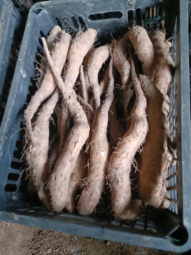 山东白玉山药豆苗繁育中心新茬地无菌白玉豆苗