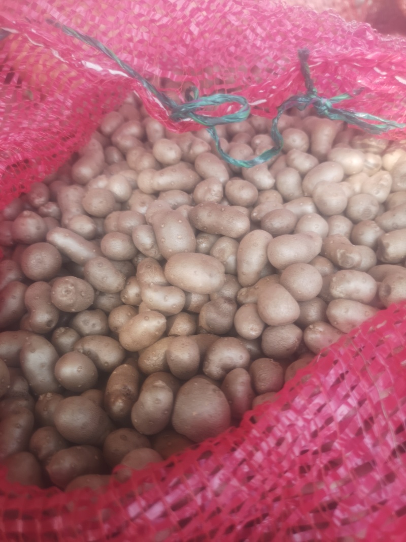 山东白玉山药豆苗繁育中心新茬地无菌白玉豆苗