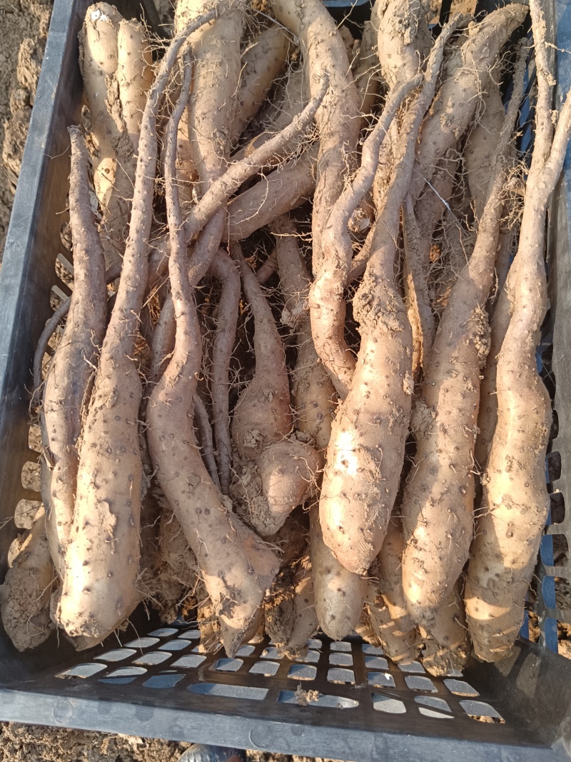 山东白玉山药豆苗繁育中心新茬地无菌白玉豆苗