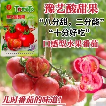 豫艺酸甜果番茄种子水果番茄种子酸甜好吃粉果西红柿种籽