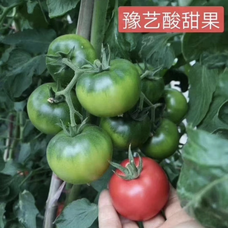 豫艺酸甜果番茄种子水果番茄种子酸甜好吃粉果西红柿种籽