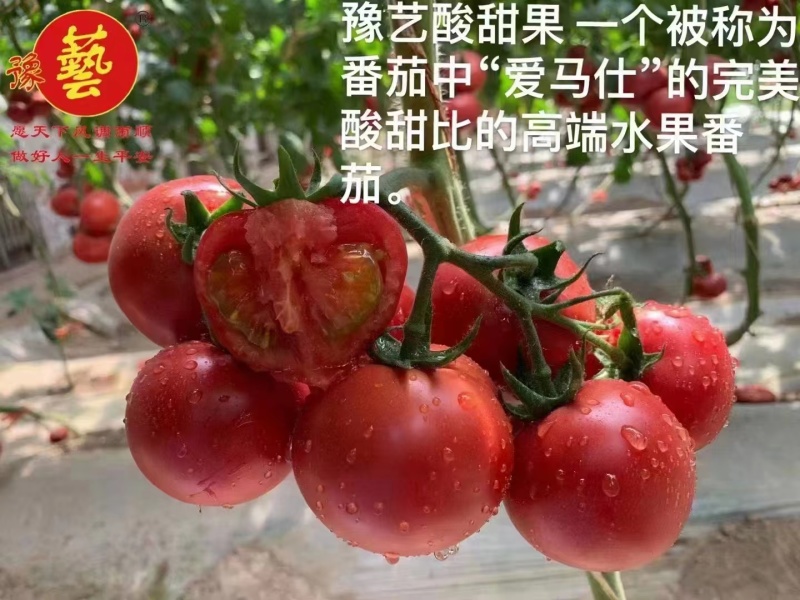 豫艺酸甜果番茄种子水果番茄种子酸甜好吃粉果西红柿种籽