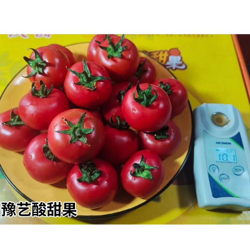 豫艺酸甜果番茄种子水果番茄种子酸甜好吃粉果西红柿种籽