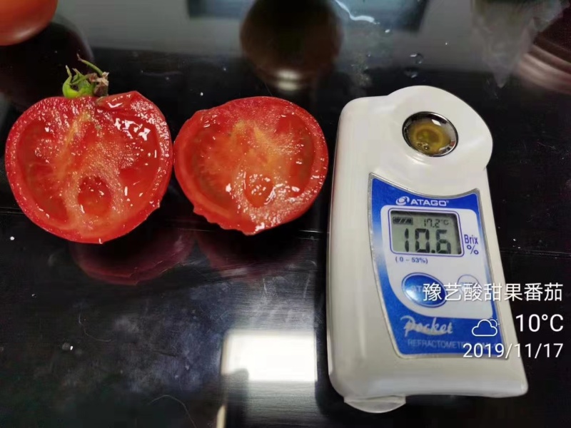 豫艺酸甜果番茄种子水果番茄种子酸甜好吃粉果西红柿种籽