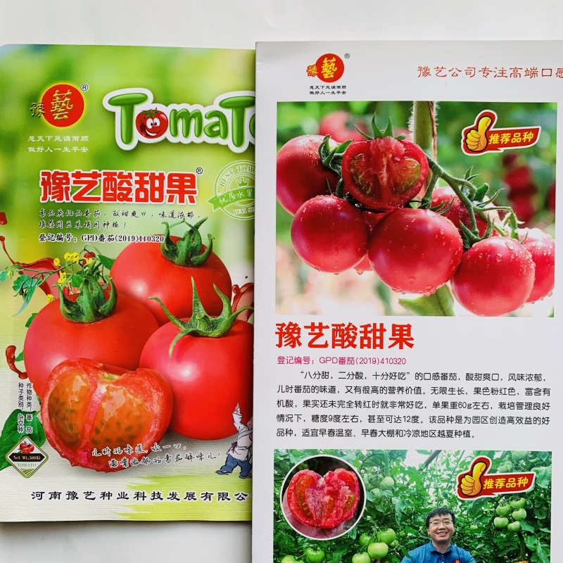 豫艺酸甜果番茄种子水果番茄种子酸甜好吃粉果西红柿种籽