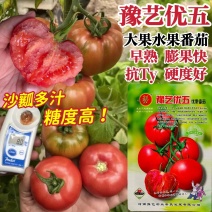 豫艺优五水果番茄种子沙瓤高糖柿子TY番茄粉果西红柿种子