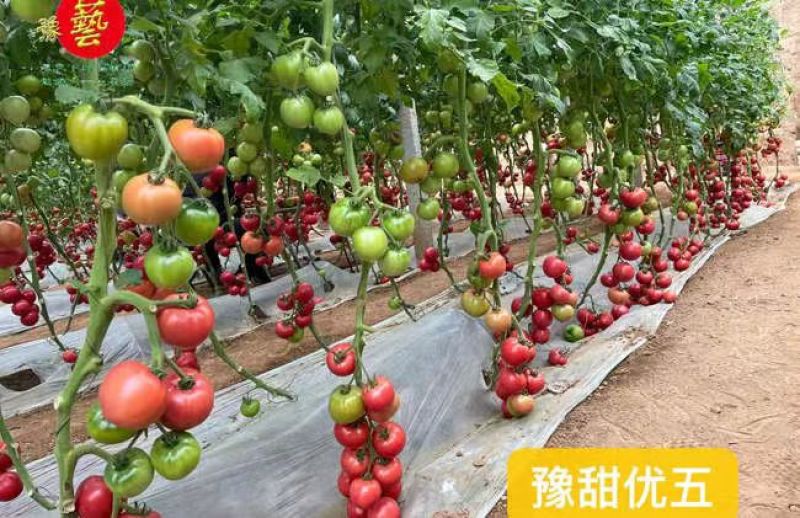 豫艺优五水果番茄种子沙瓤高糖柿子TY番茄粉果西红柿种子