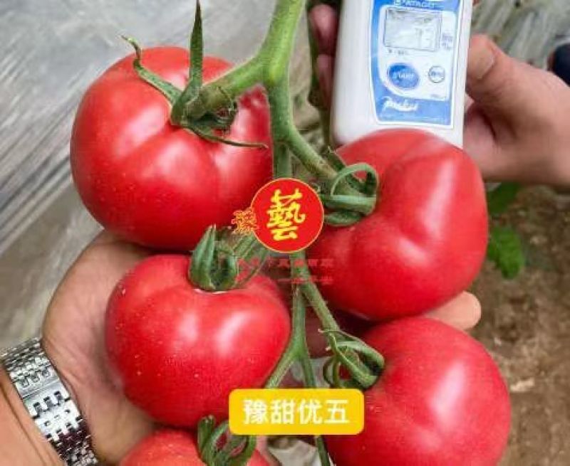 豫艺优五水果番茄种子沙瓤高糖柿子TY番茄粉果西红柿种子