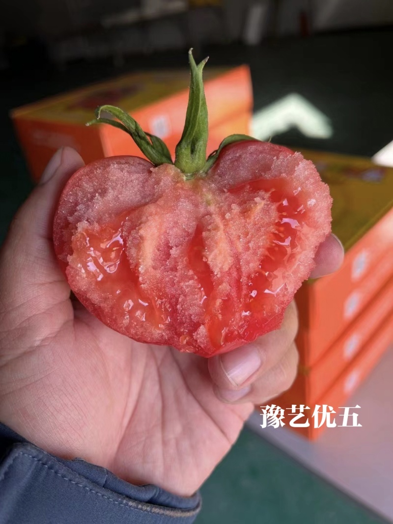 豫艺优五水果番茄种子沙瓤高糖柿子TY番茄粉果西红柿种子