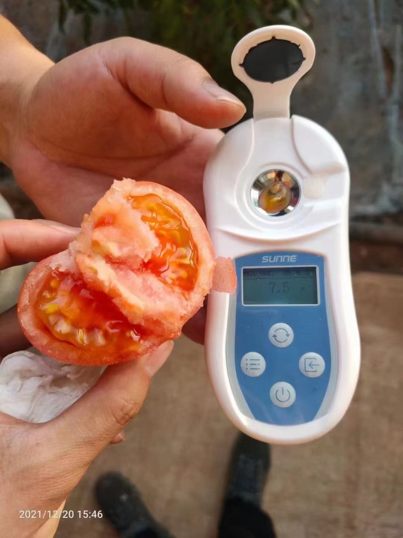 豫艺优五水果番茄种子沙瓤高糖柿子TY番茄粉果西红柿种子