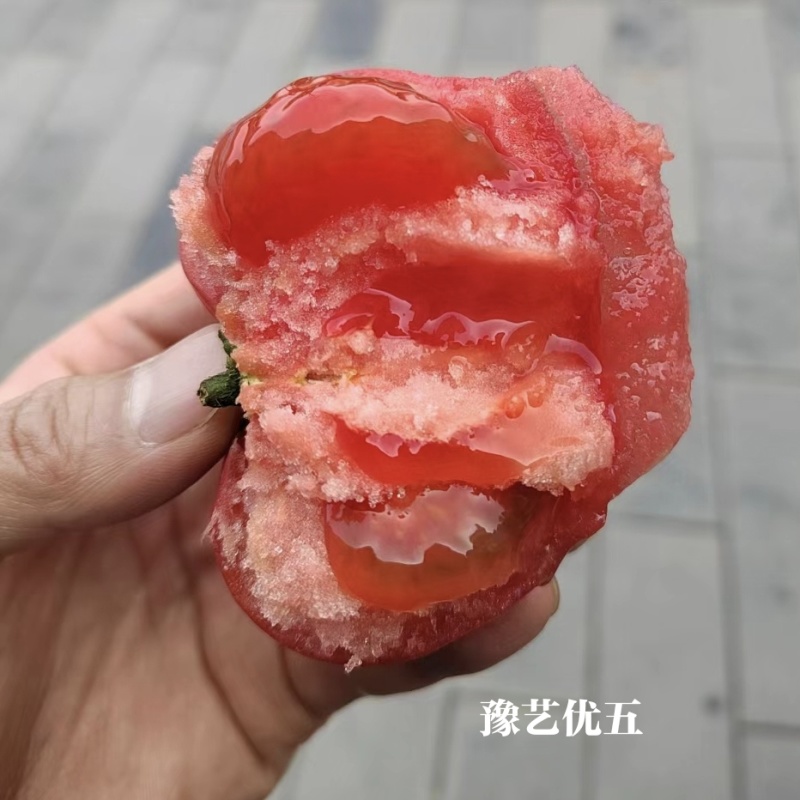豫艺优五水果番茄种子沙瓤高糖柿子TY番茄粉果西红柿种子