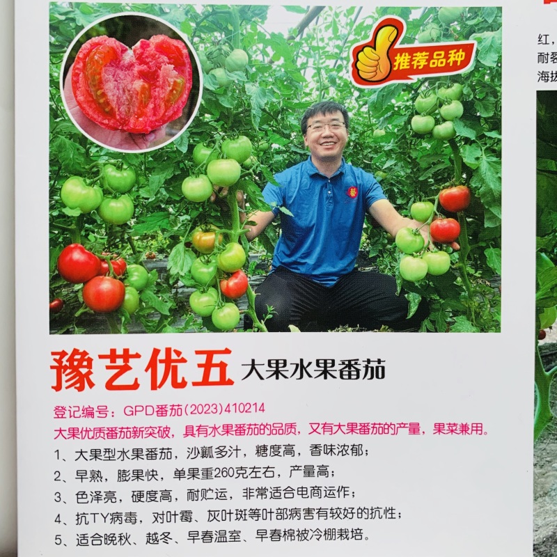 豫艺优五水果番茄种子沙瓤高糖柿子TY番茄粉果西红柿种子