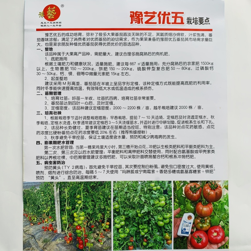 豫艺优五水果番茄种子沙瓤高糖柿子TY番茄粉果西红柿种子