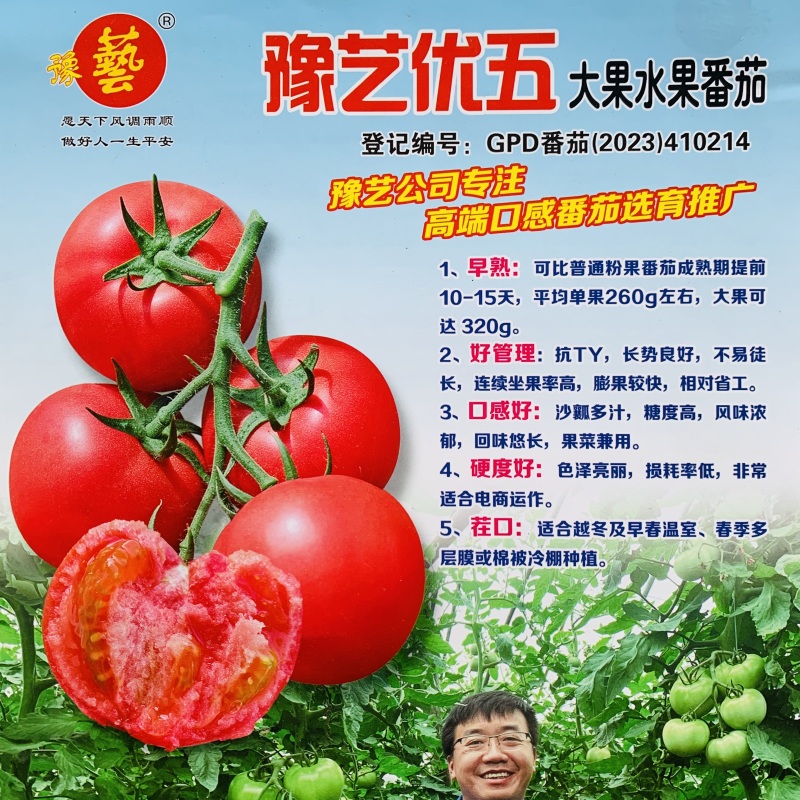 豫艺优五水果番茄种子沙瓤高糖柿子TY番茄粉果西红柿种子