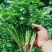 山东大叶香菜品质保障，诚信经营，量大优惠，可视频看货