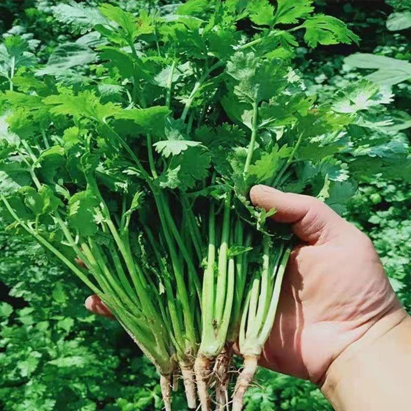 山东大叶香菜品质保障，诚信经营，量大优惠，可视频看货