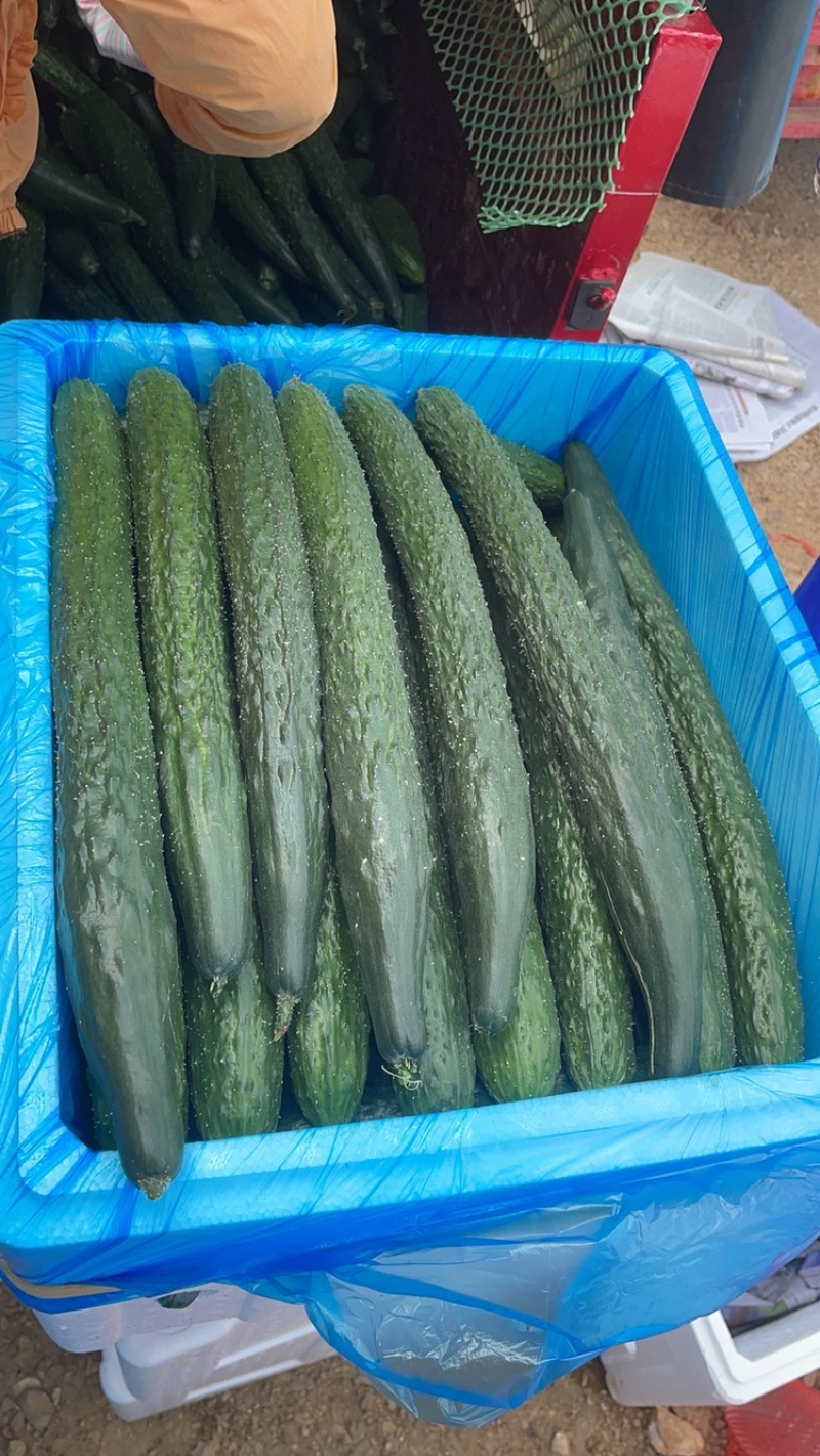 广东密刺黄瓜（青瓜)精品，电商平台，食堂新鲜一手货源直发
