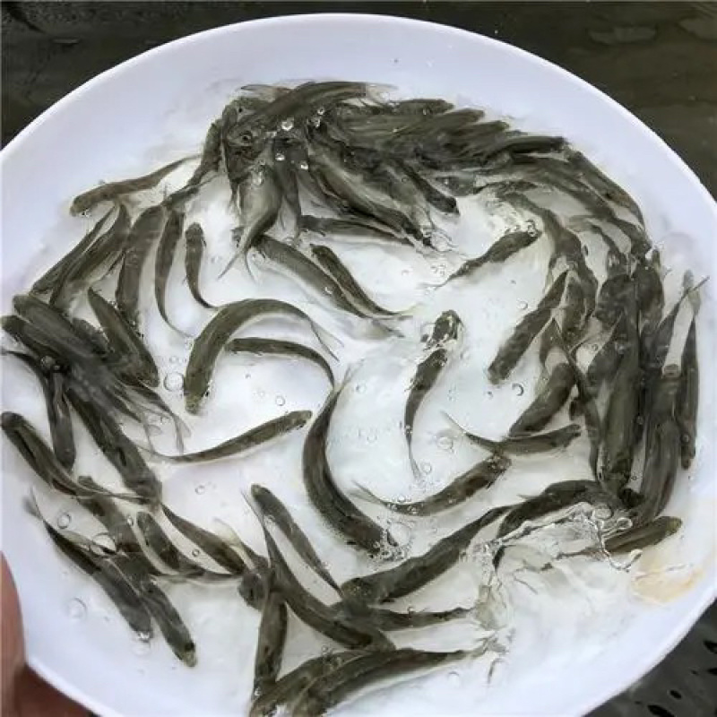 赤眼鳟鱼苗，红眼鳟鱼苗，百万现货，量大可优惠。