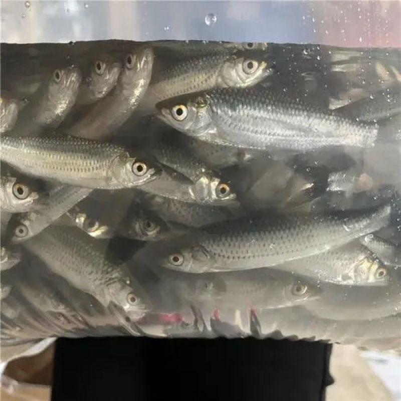 赤眼鳟鱼苗，红眼鳟鱼苗，百万现货，量大可优惠。