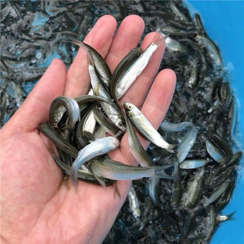 赤眼鳟鱼苗，红眼鳟鱼苗，百万现货，量大可优惠。