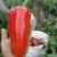 【实力牛商推荐】云南甜椒对接批发商基地种植