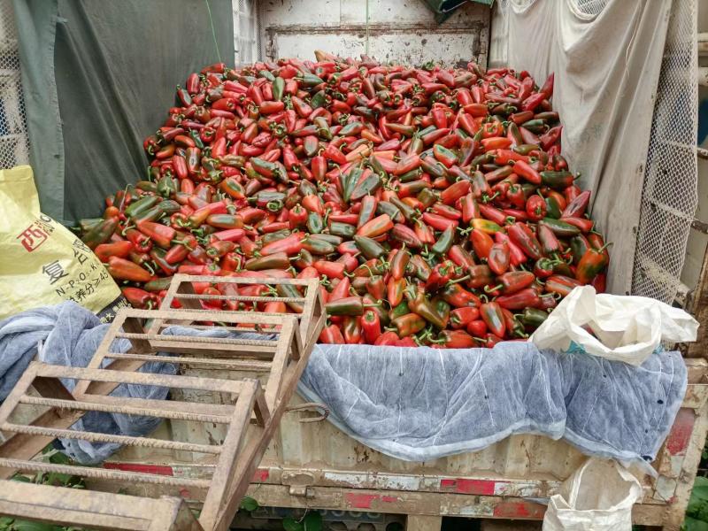 【实力牛商推荐】云南甜椒对接批发商基地种植