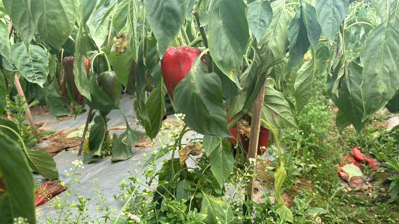 【实力牛商推荐】云南甜椒对接批发商基地种植