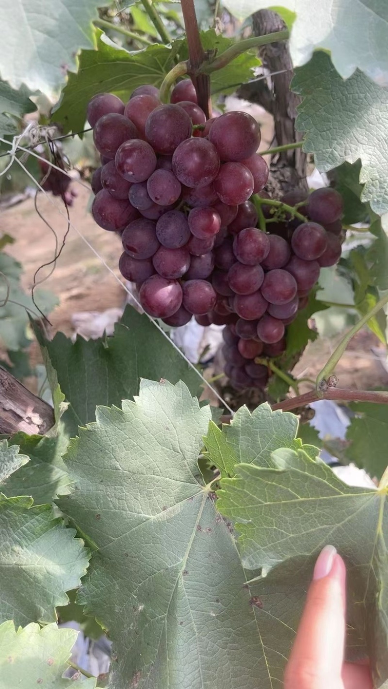 精品巨峰葡萄🍇，产地直发，欢迎👏新老客户前来洽谈