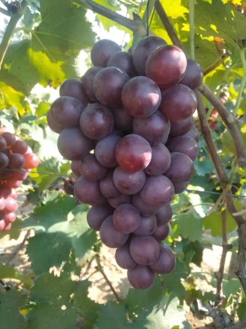精品巨峰葡萄🍇，产地直发，欢迎👏新老客户前来洽谈
