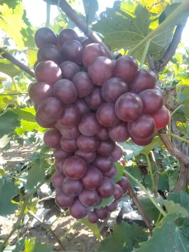精品巨峰葡萄🍇，产地直发，欢迎👏新老客户前来洽谈