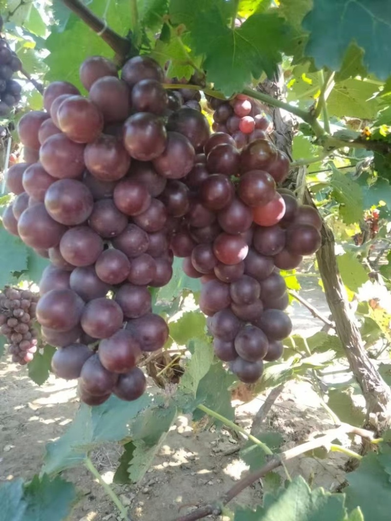 精品巨峰葡萄🍇，产地直发，欢迎👏新老客户前来洽谈