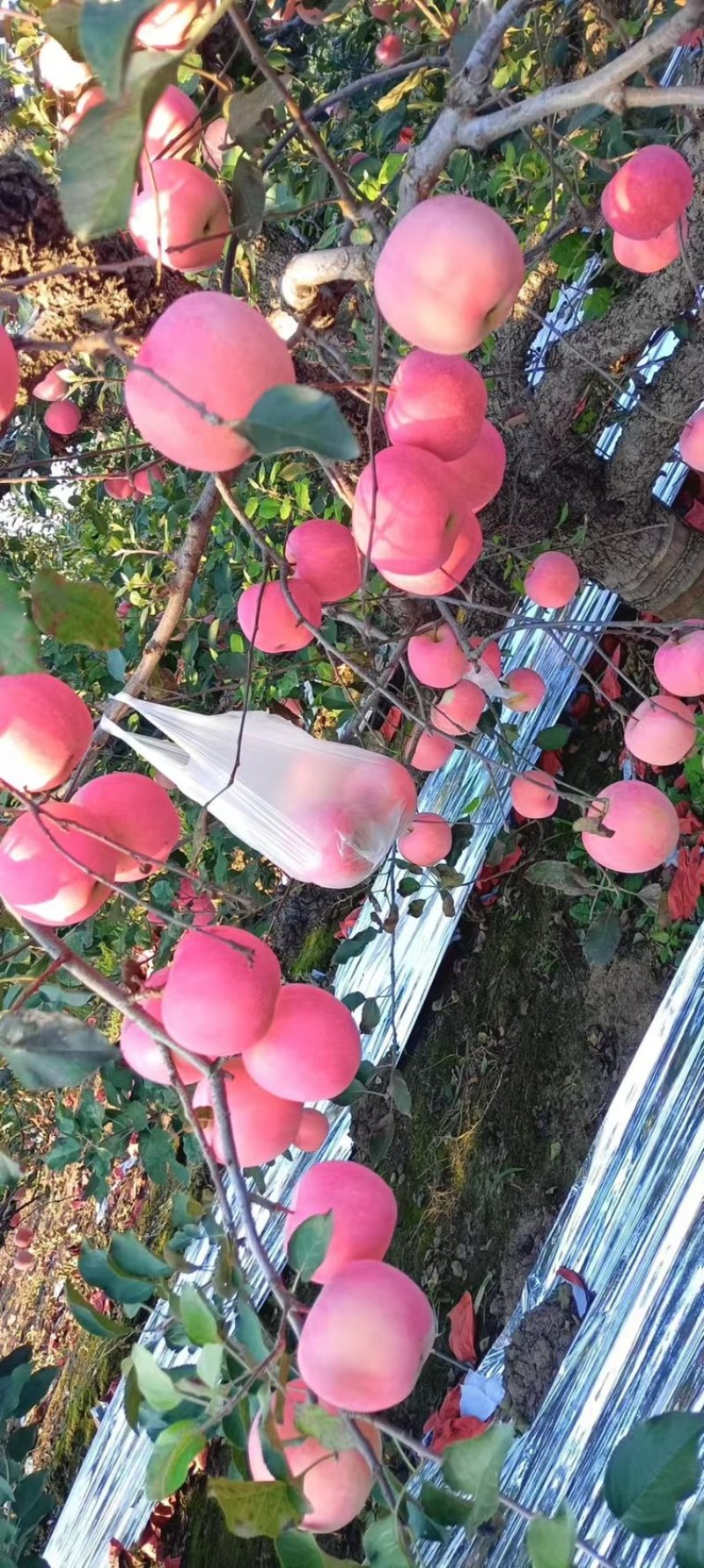 河北精品红富士苹果，产地直发对接商超团购档口供应链