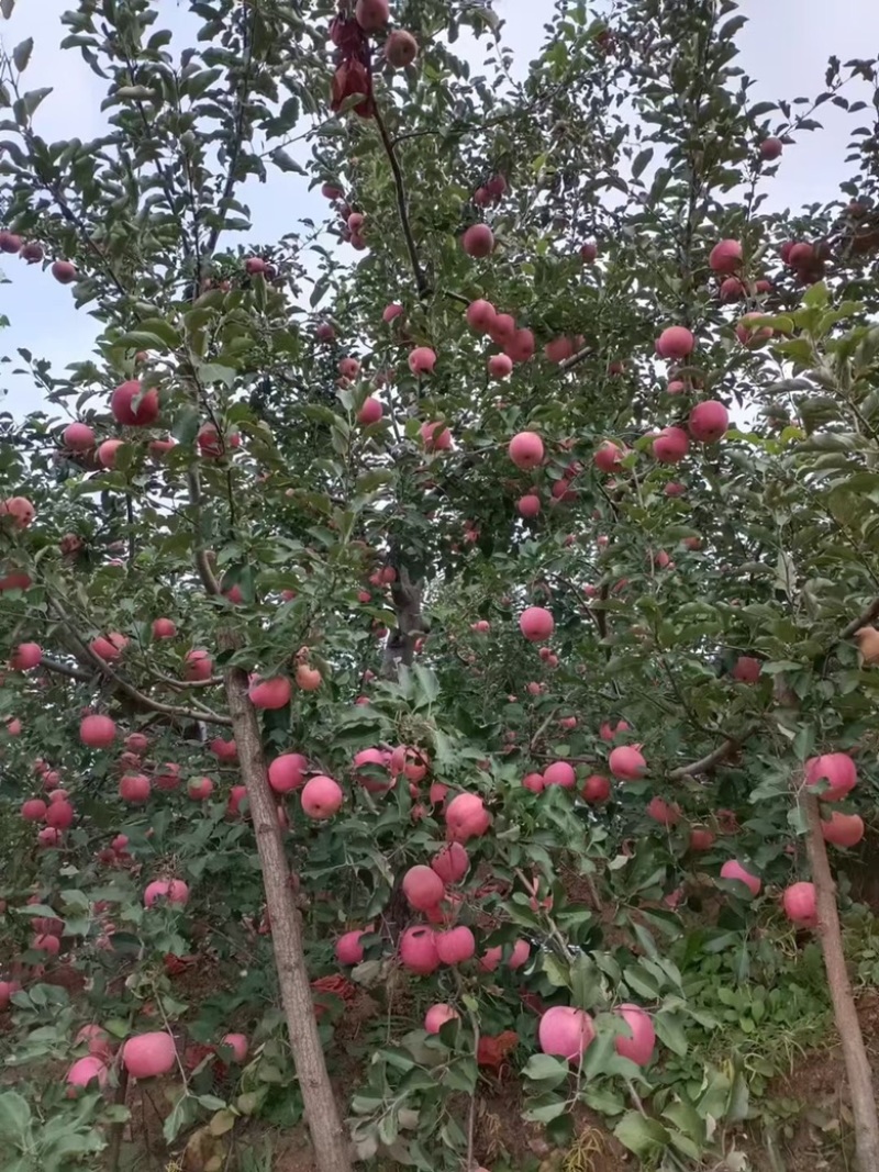 河北精品红富士苹果，产地直发对接商超团购档口供应链