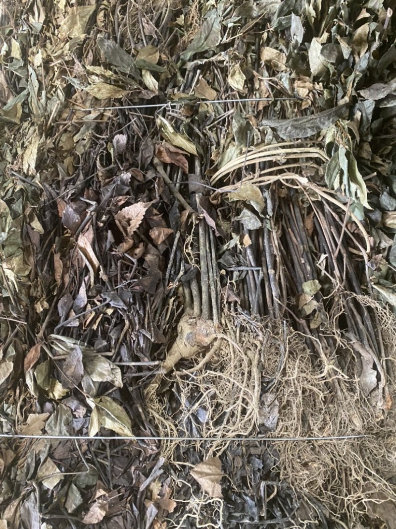 肿节风