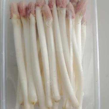 新鲜山东花生芽，保鲜发货，口感鲜美，有需要的联系