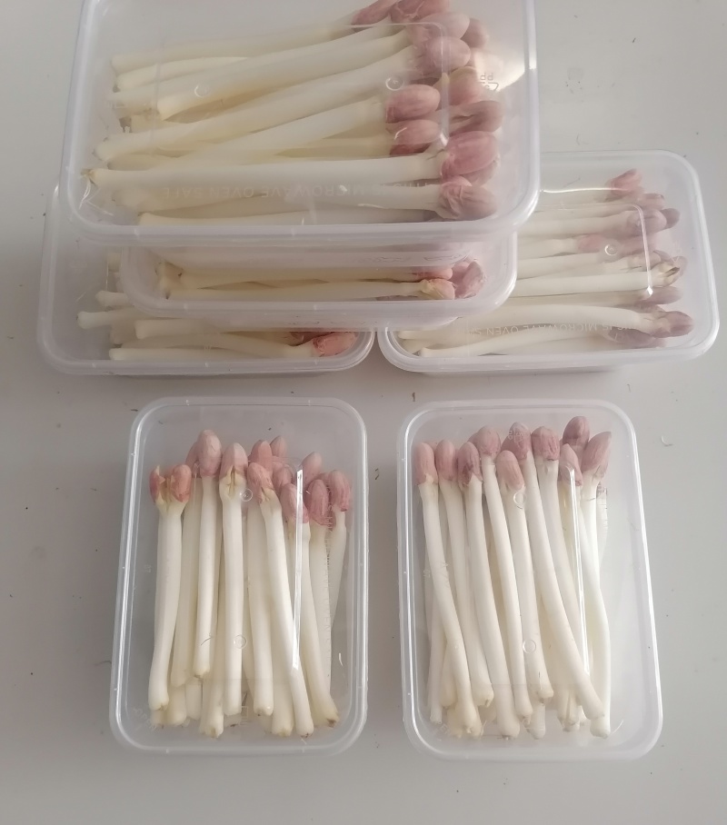 新鲜山东花生芽，保鲜发货，口感鲜美，有需要的联系