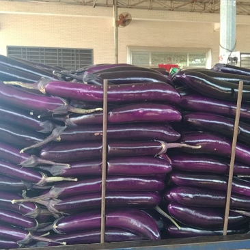 精品广茄，长紫茄货源充足质量保证，颜色新鲜。一手货源