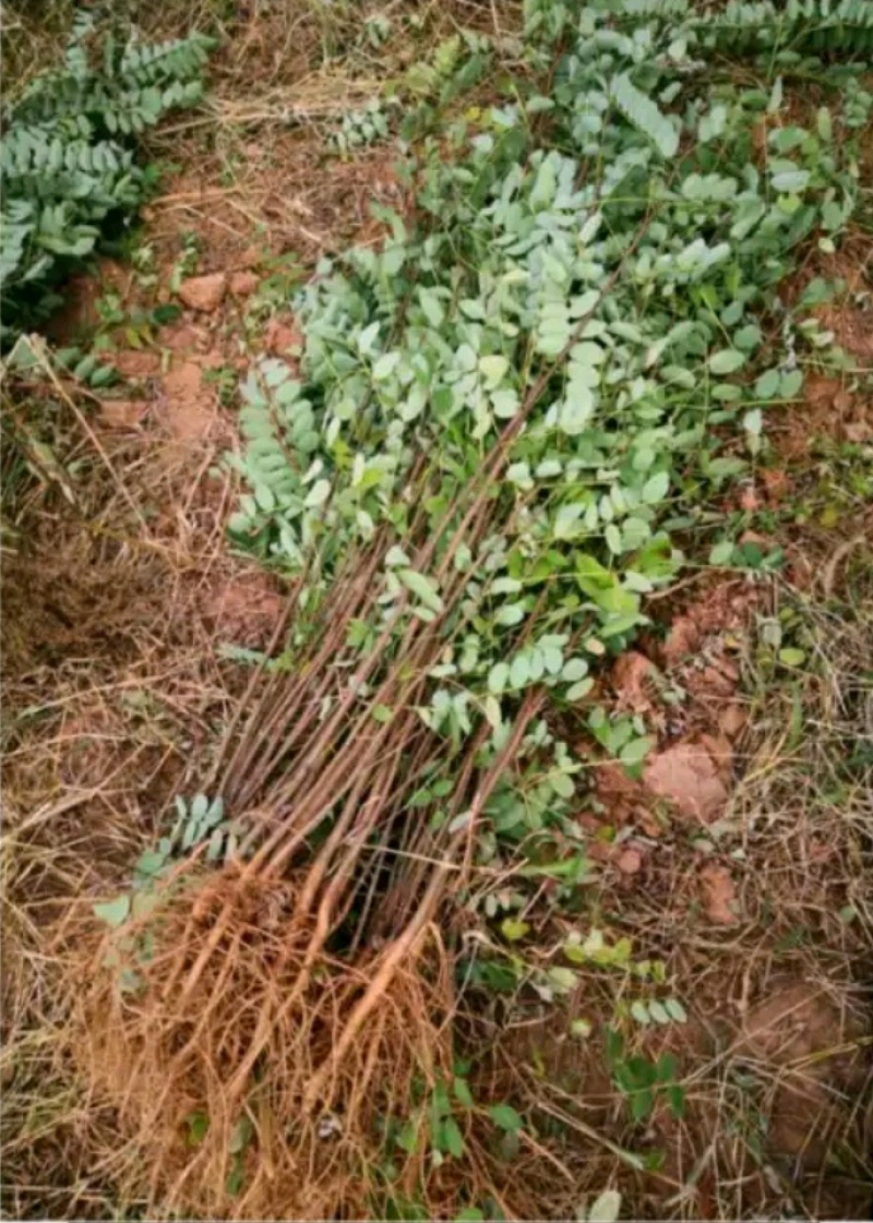 陕西刺槐苗裸根营养钵刺槐树苗各种规格直径1-8cm