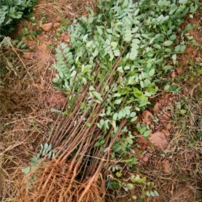 陕西刺槐苗裸根营养钵刺槐树苗各种规格直径1-8cm